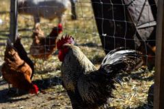 Coq