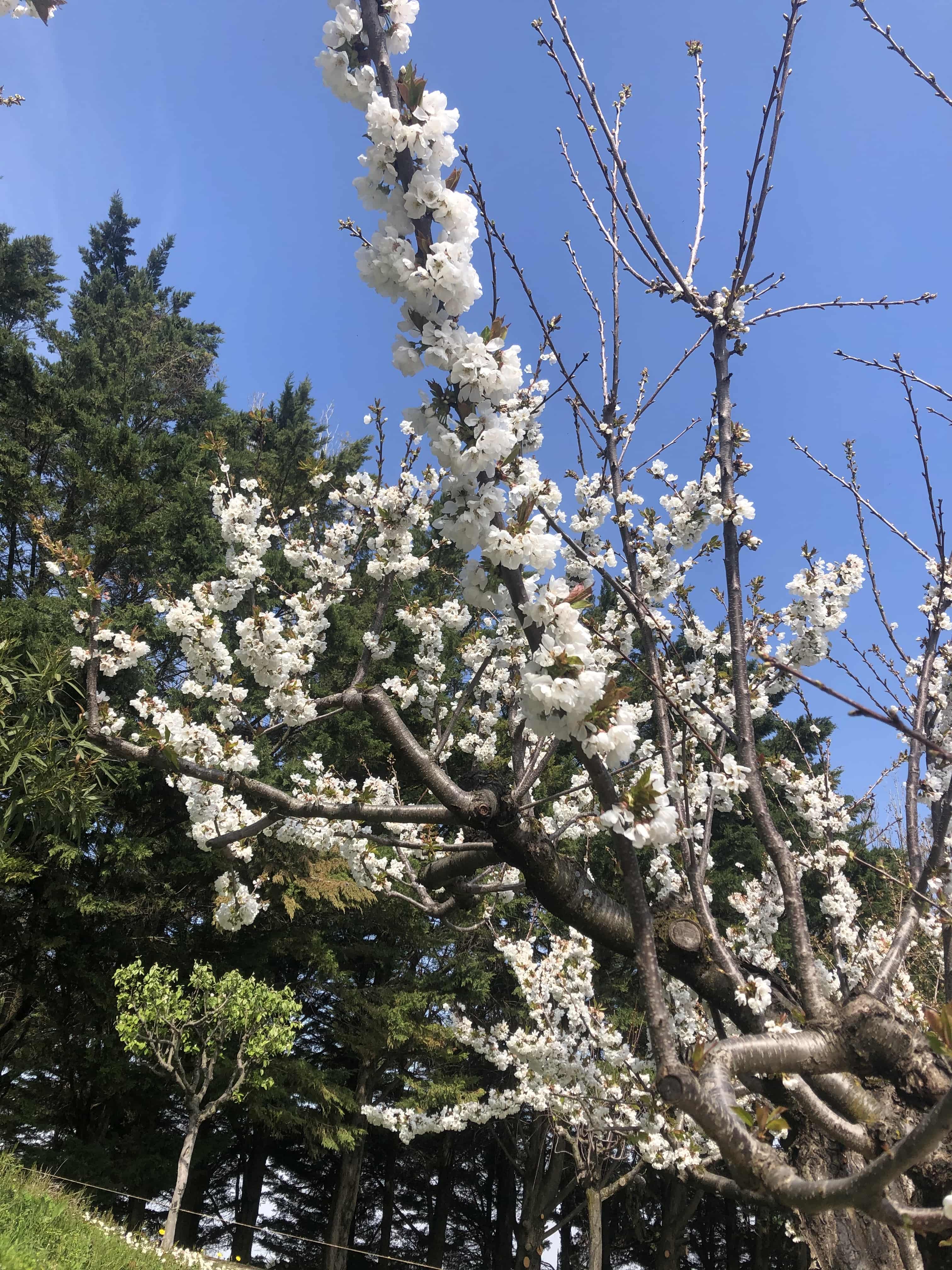 Un des cerisiers centenaires en fleur