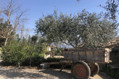 La vieille charette du Domaine