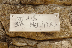 Apis Mellifera