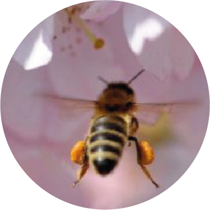 Abeille Carnica