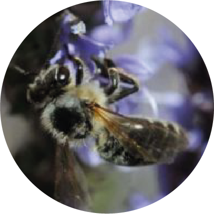 Abeille Caucasica