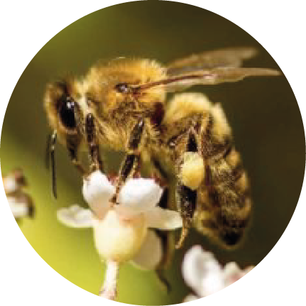 Abeille Mellifera